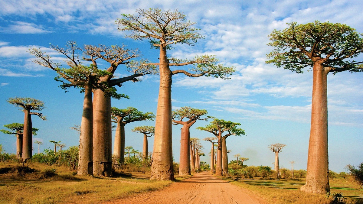 baobab trees