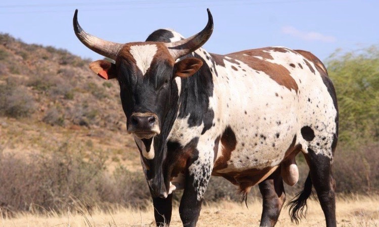 nguni cattle bull