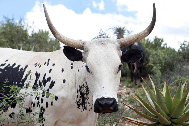 white nguni cattle